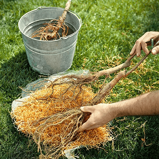 Starostlivosť o rastliny Angelface